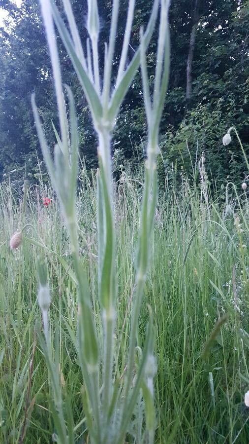 Agrostemma githago — search result for 'Caryophyllaceae'