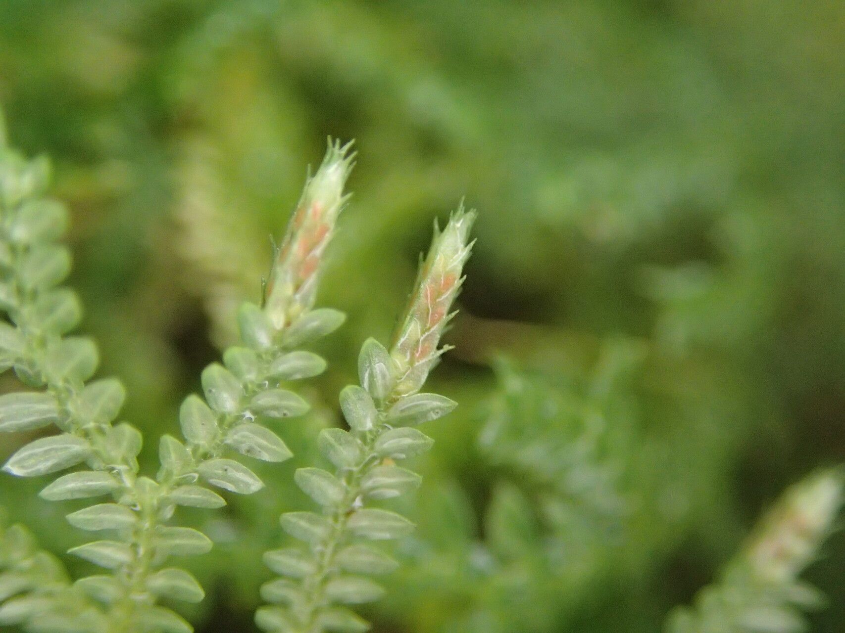 Selaginella cathedrifolia — houseplant care guide