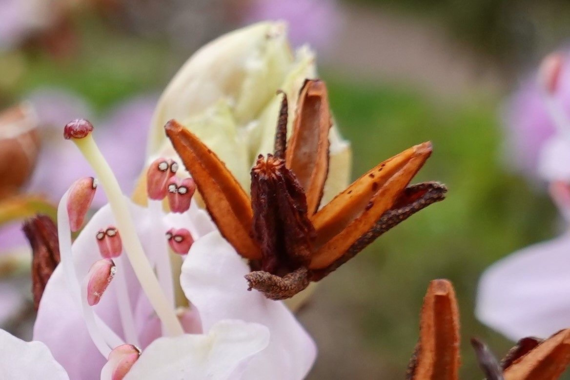 Rhododendron siderophyllum fruit