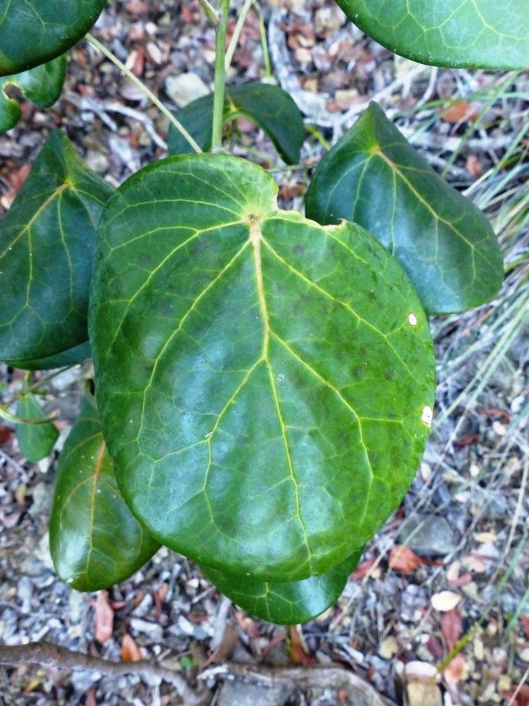 Phyllanthus peltatus — houseplant care guide