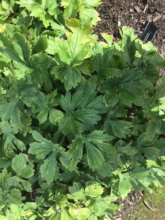 Ranunculus lanuginosus leaf