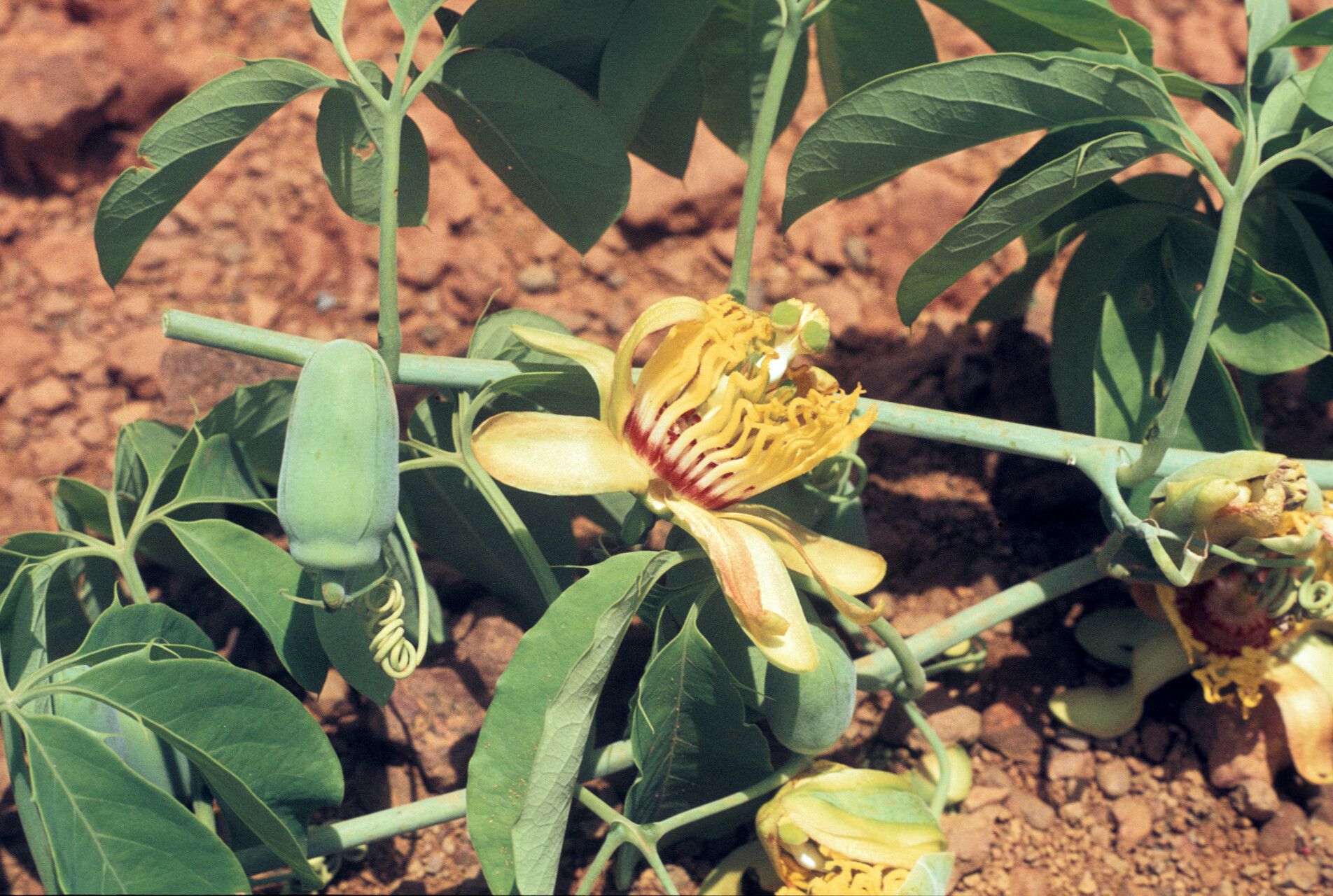 Passiflora cirrhiflora flower