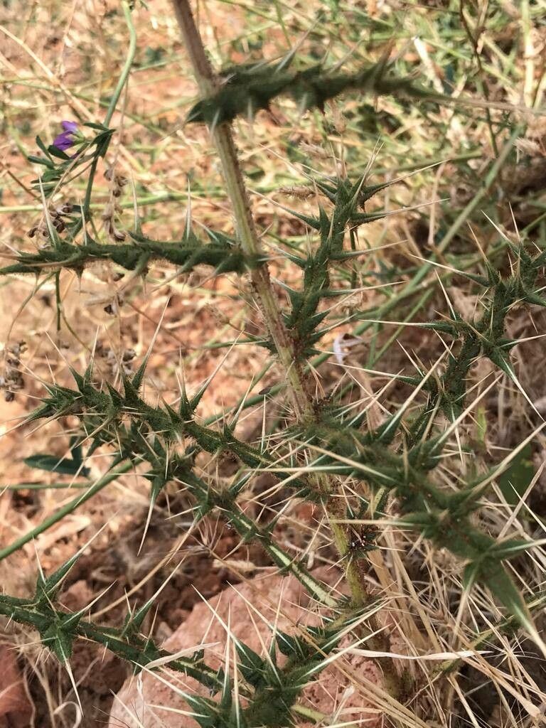 Echinops ceratophorus — search result for 'Echinops'