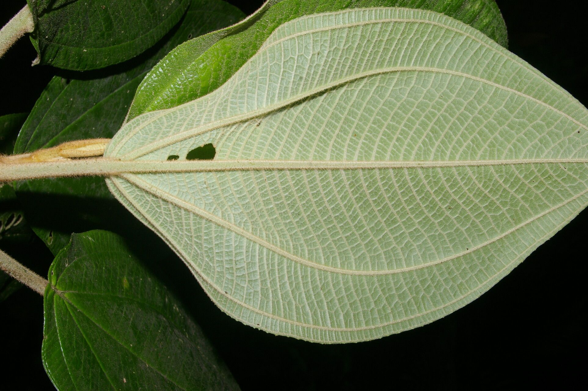 Meriania grandiflora leaf