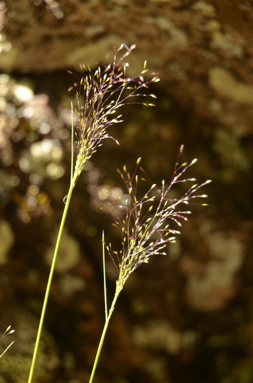 Aira elegantissima fruit