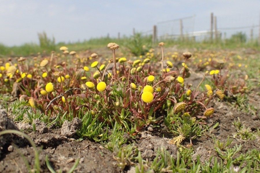 Cotula coronopifolia flower