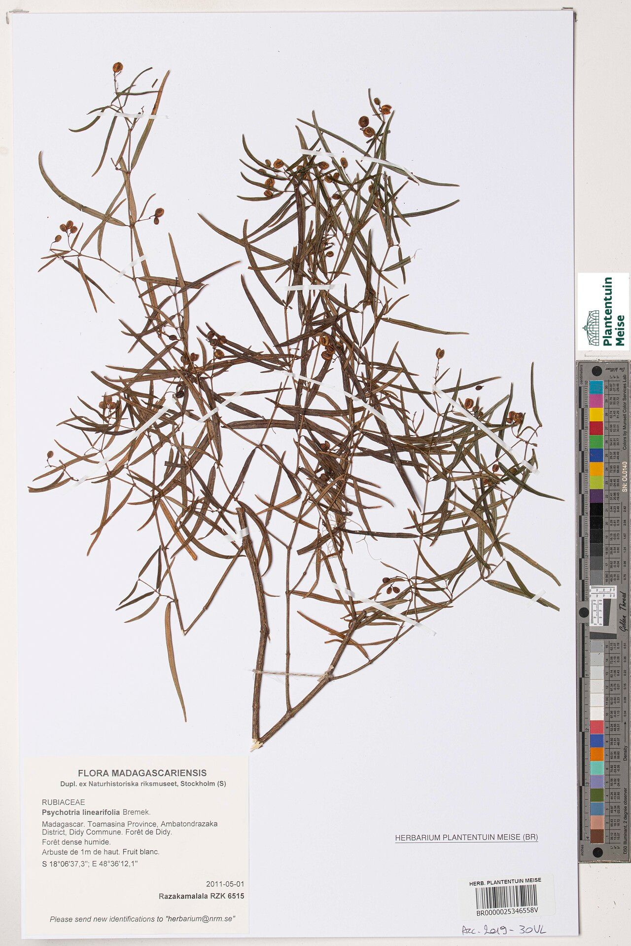 Psychotria linearifolia — houseplant care guide