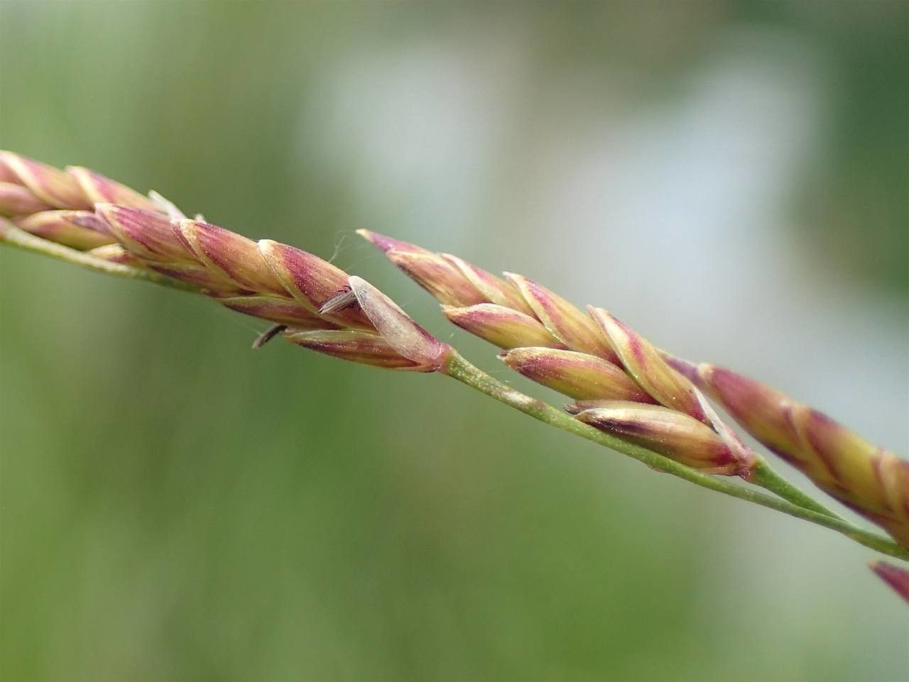 Glyceria maxima flower