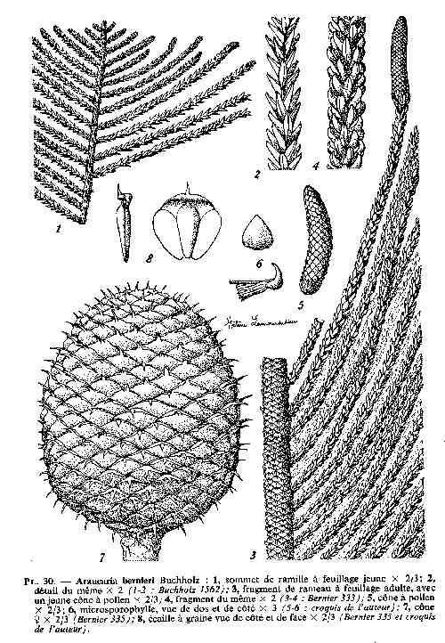 Araucaria bernieri other