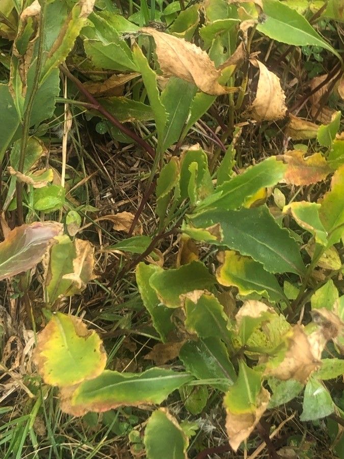 Hieracium amplexicaule — related species from the same genus