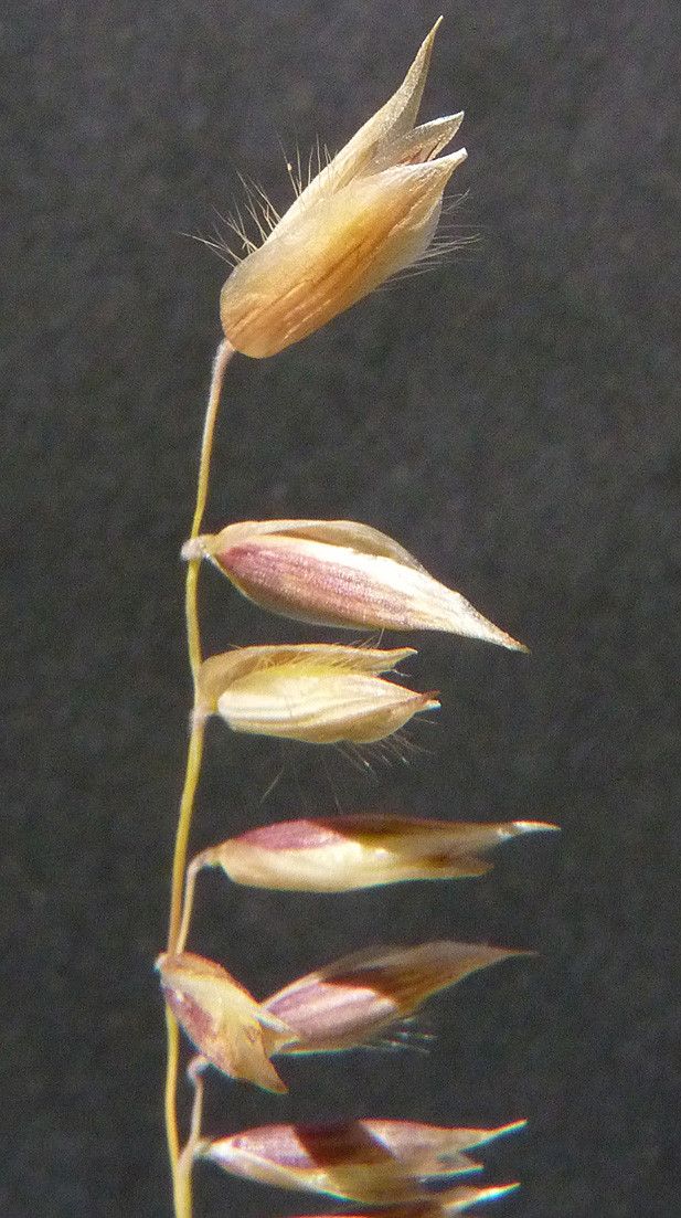 Melica amethystina fruit