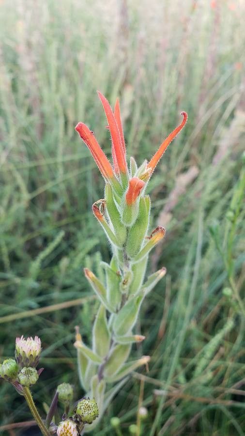 Castilleja minor — search result for 'Castilleja'