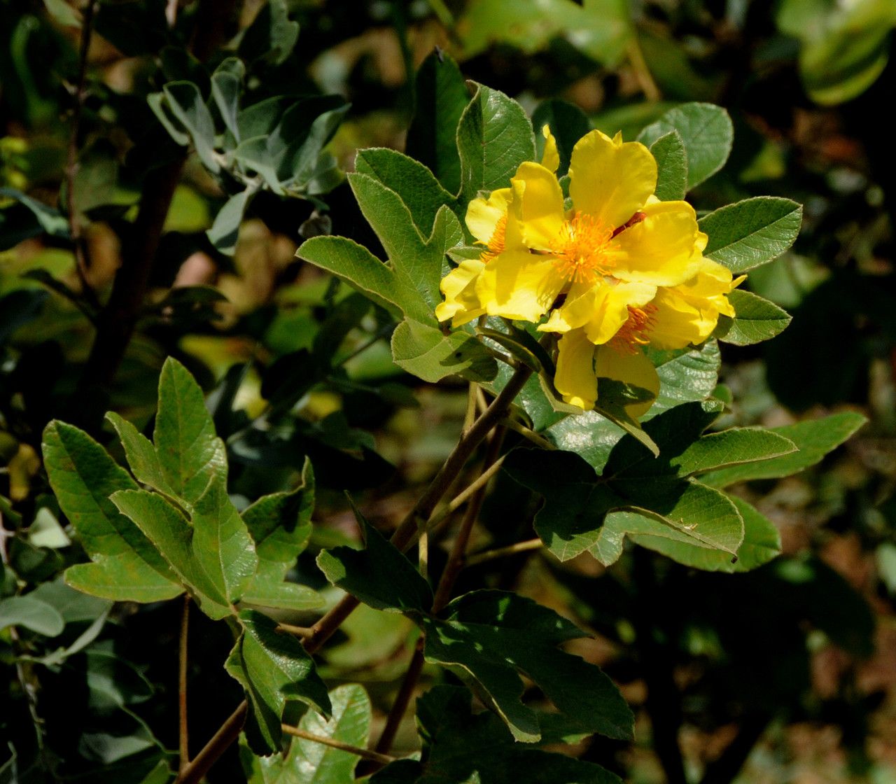 Cochlospermum planchonii habit