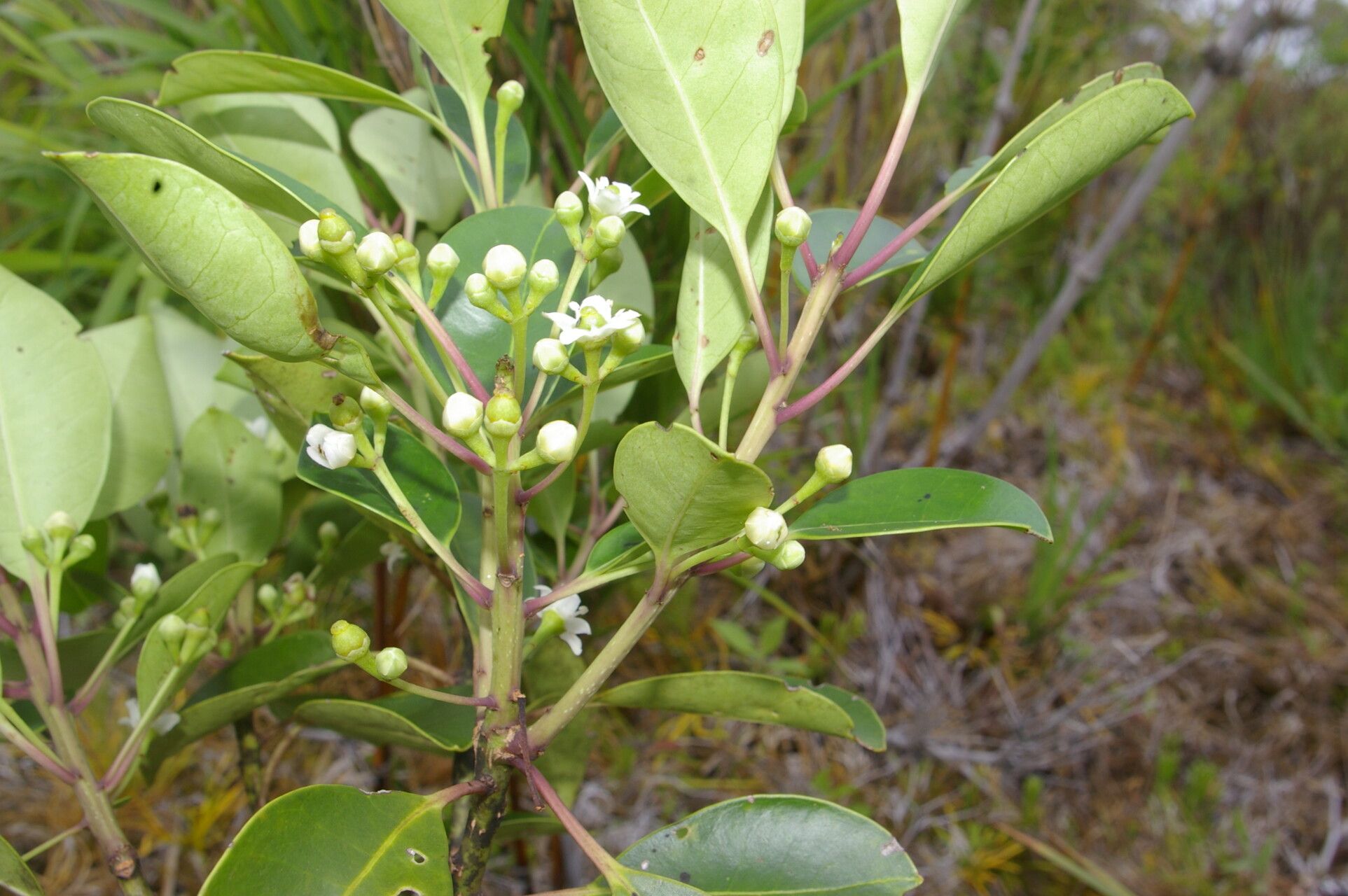 Ilex costaricensis habit