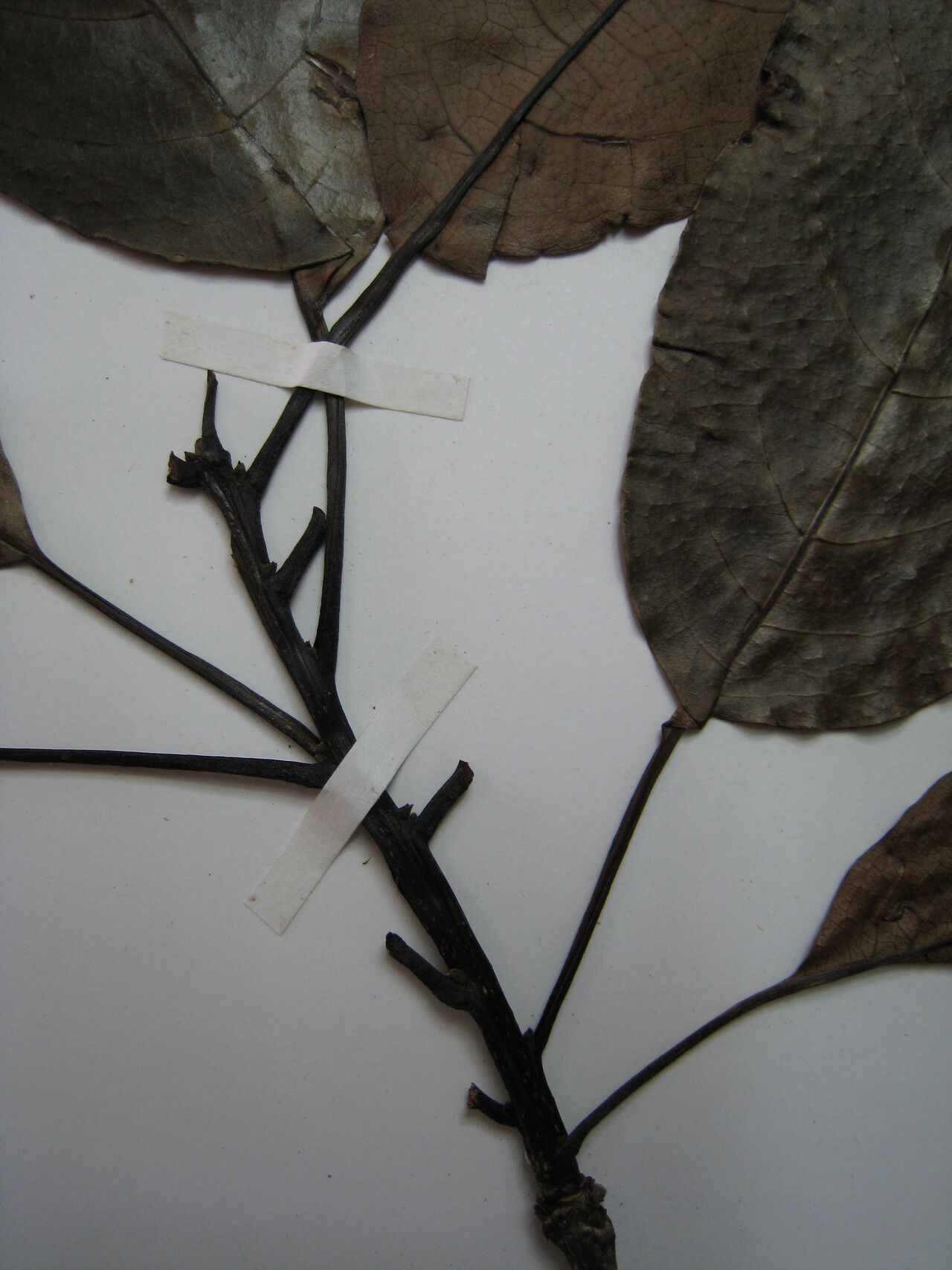 Cordia goeldiana other