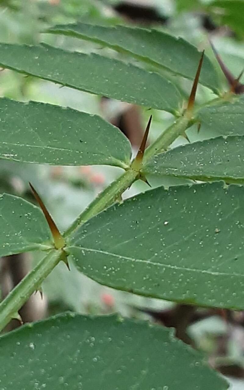 Zanthoxylum piperitum bark
