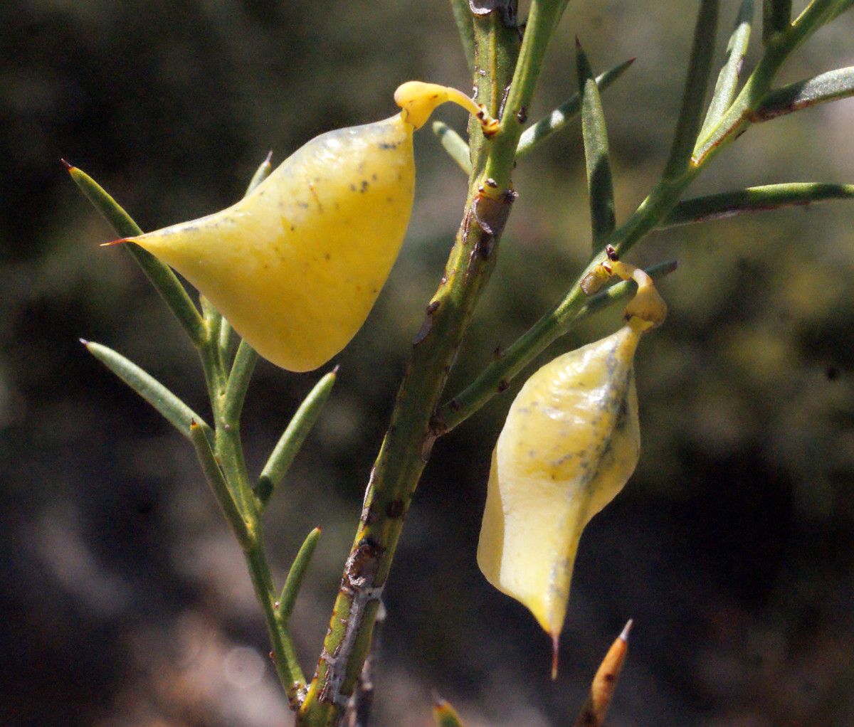 Daviesia epiphyllum fruit