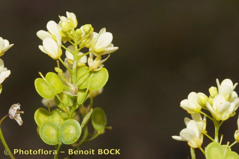 Biscutella sclerocarpa other