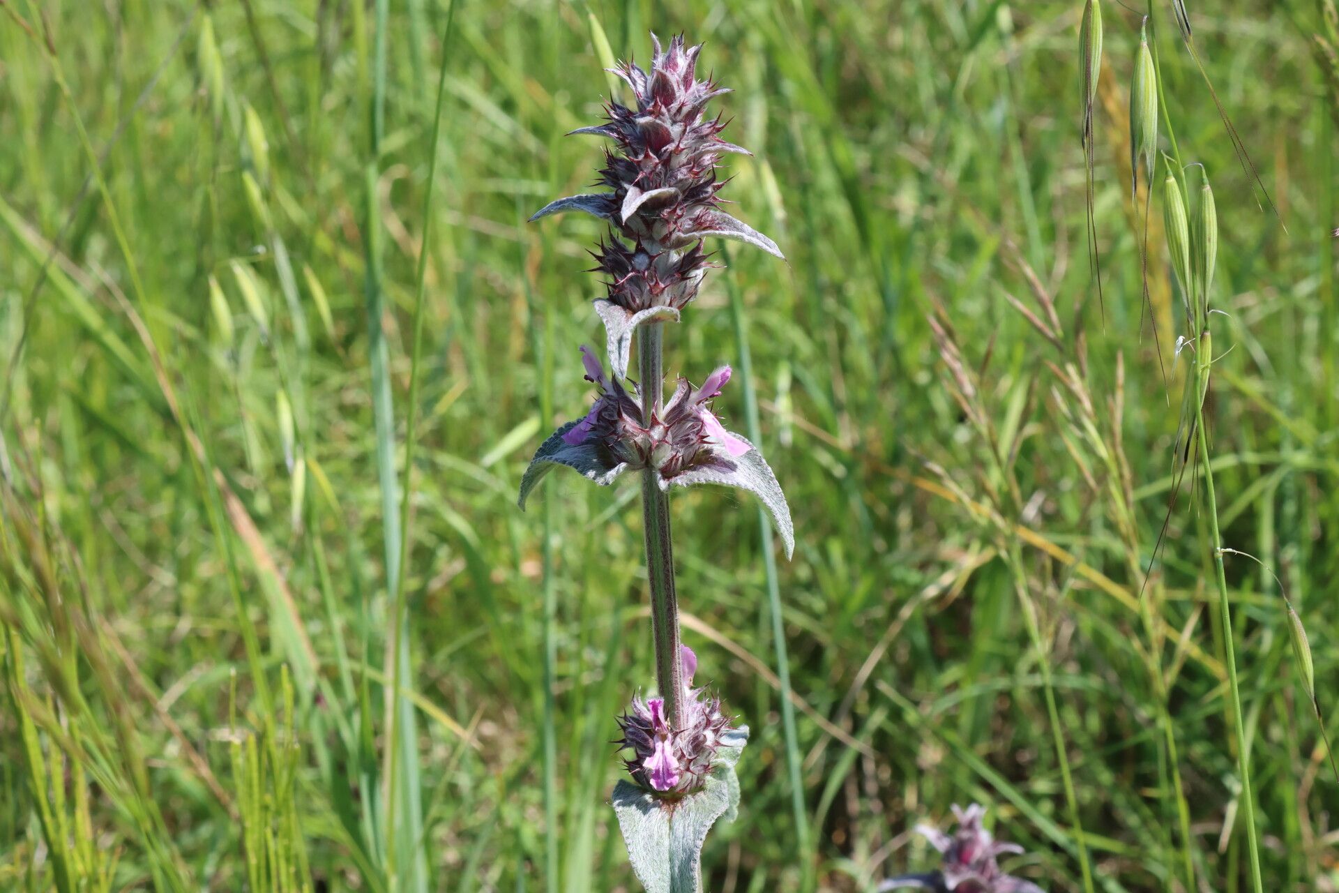 Stachys thirkei flower