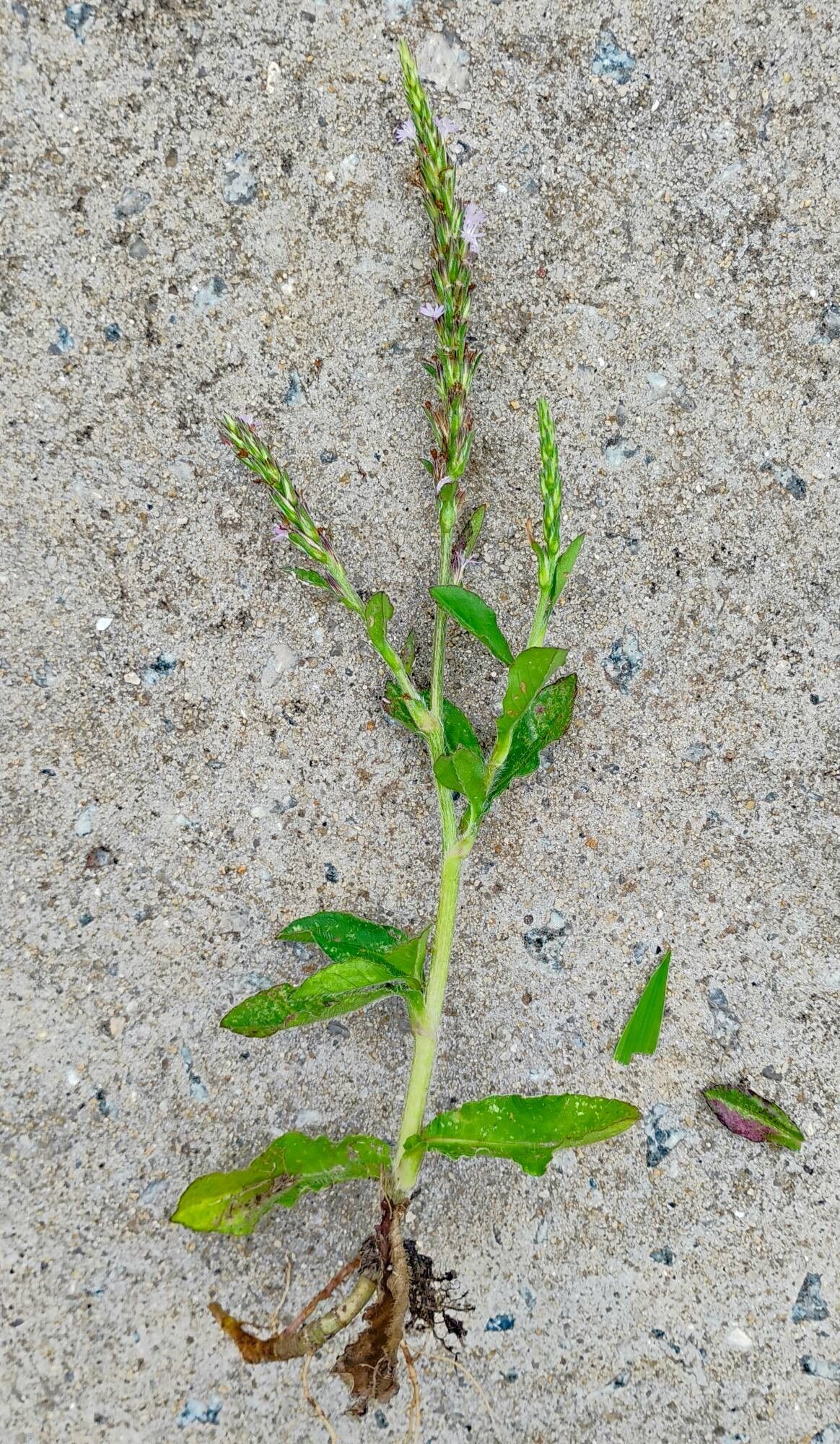 Pseudelephantopus spiralis leaf