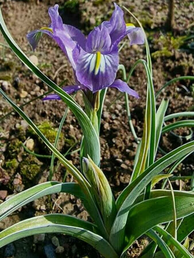 Iris postii flower