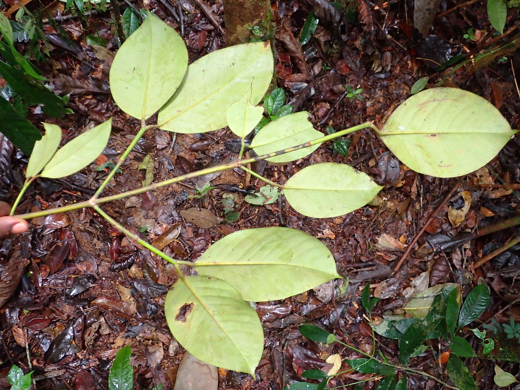 Garcinia kola habit