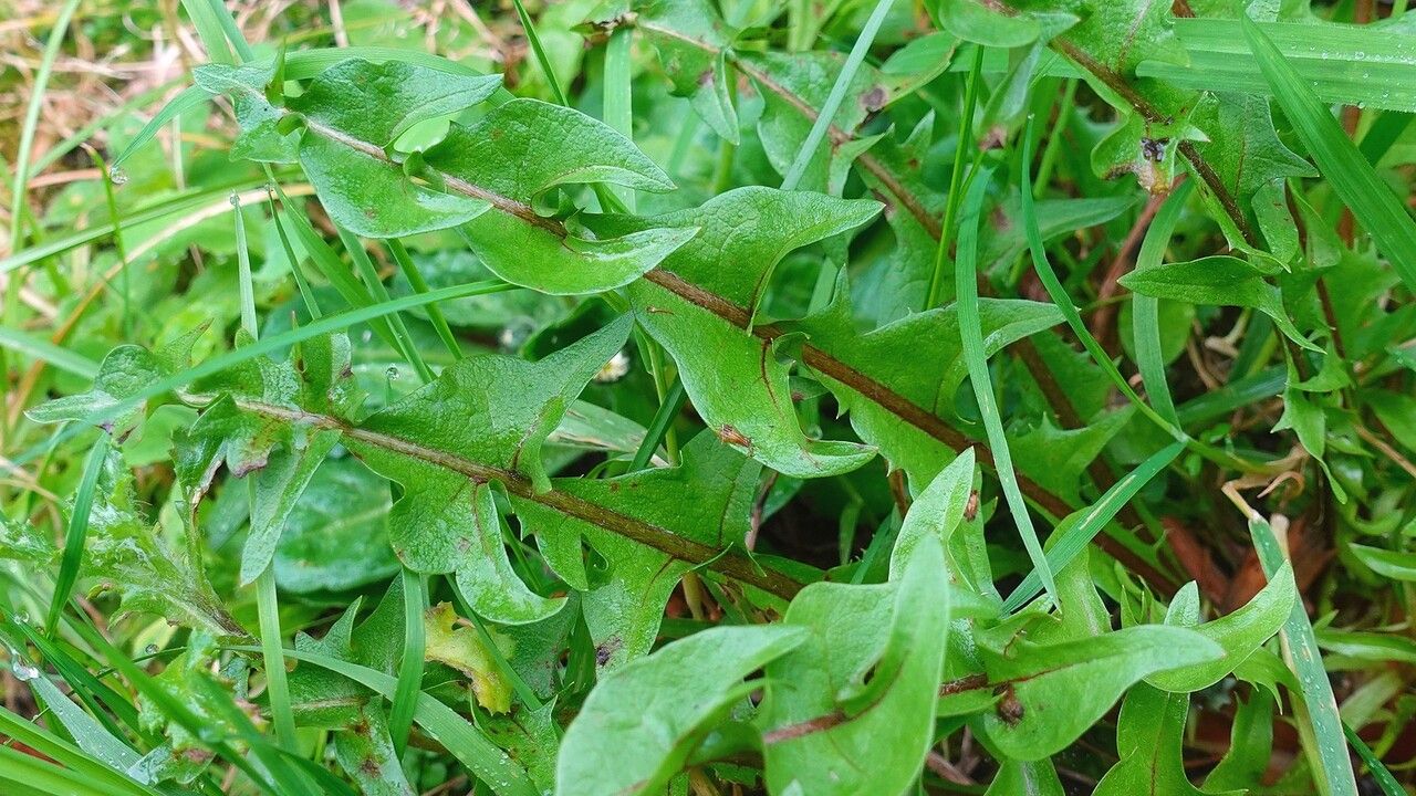 Taraxacum cucullatiforme leaf