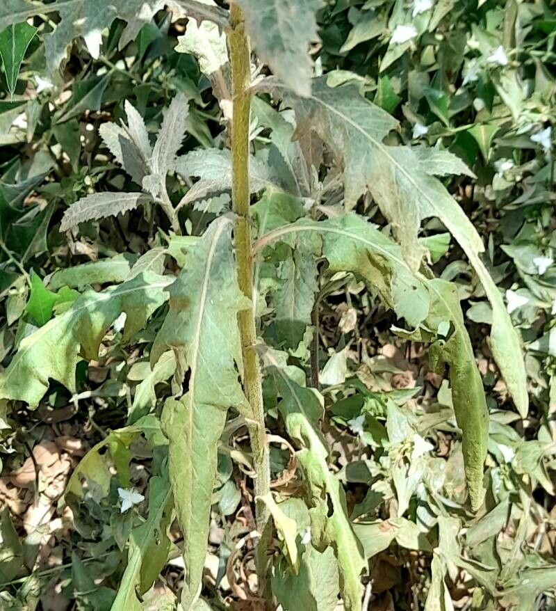 Senecio pterophorus — search result for 'Senecio'
