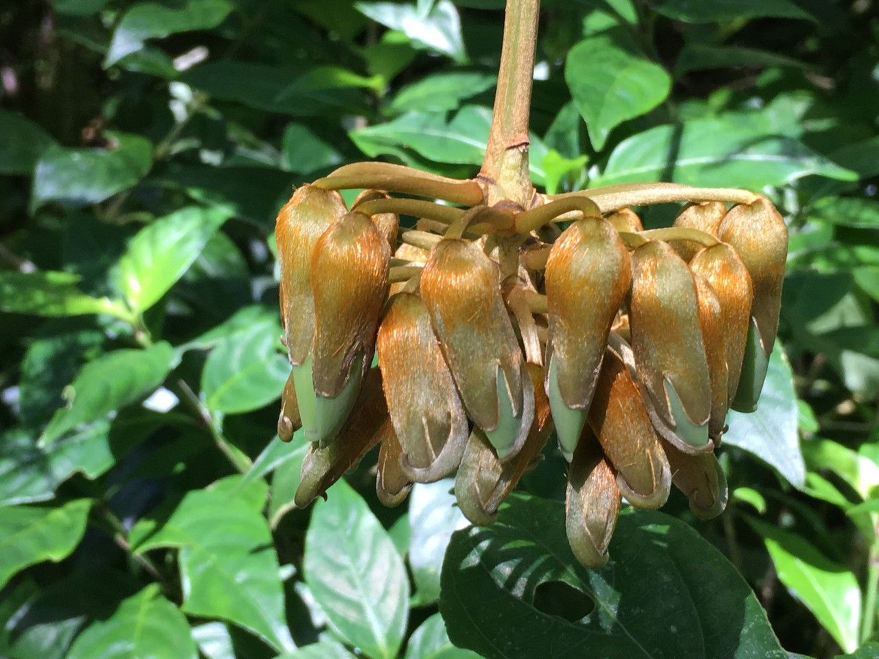 Mucuna mutisiana fruit