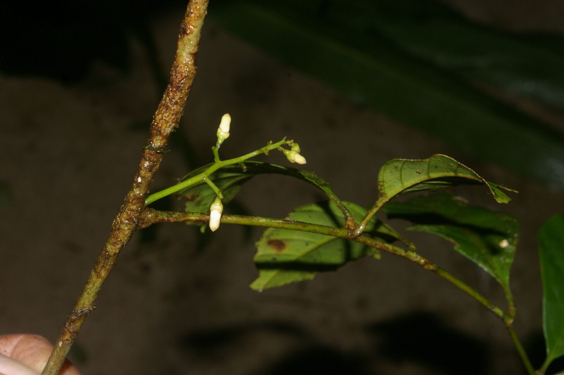 Guarea zarceroensis flower