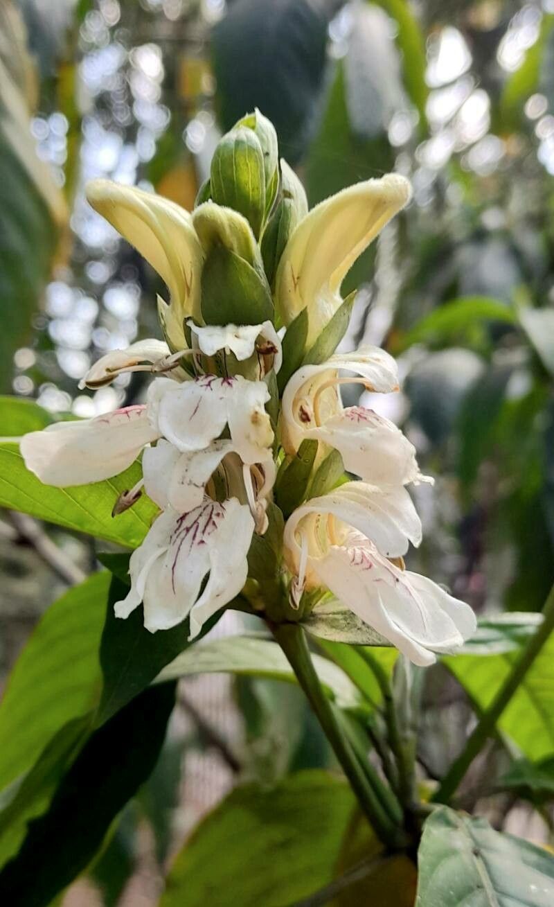 Justicia adhatoda flower