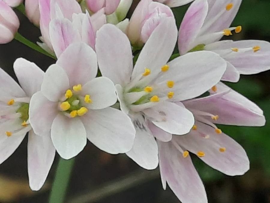 Allium roseum flower
