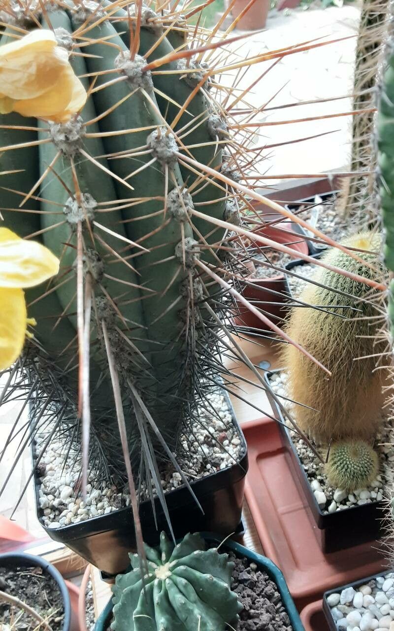 Echinopsis cephalomacrostibas leaf