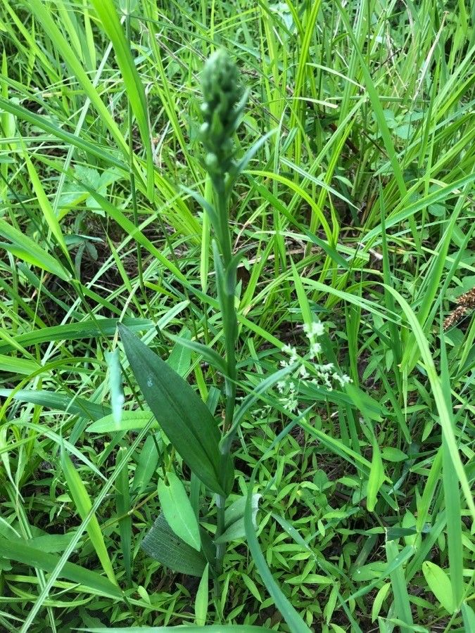 Platanthera blephariglottis leaf