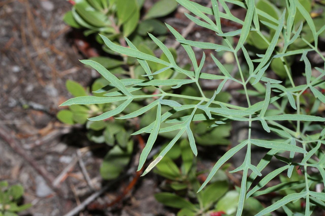 Lomatium brandegeei habit