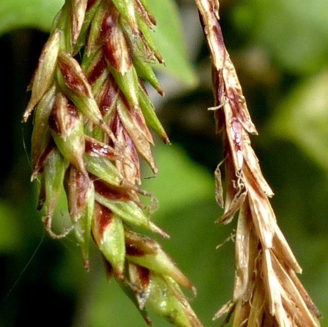 Carex brachystachys fruit