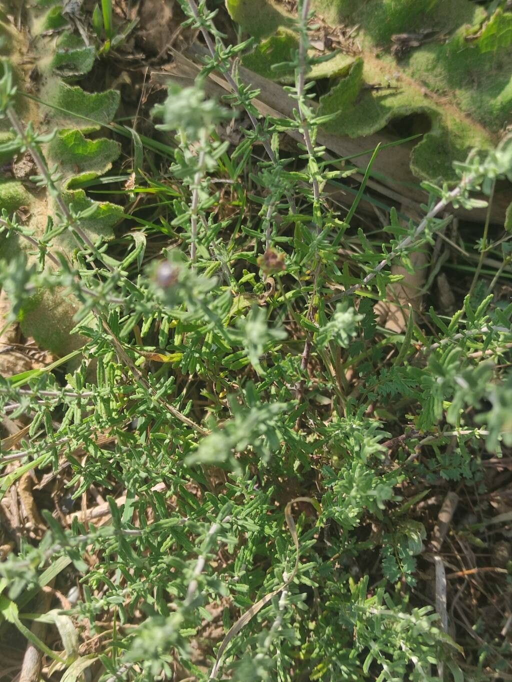 Teucrium edetanum flower