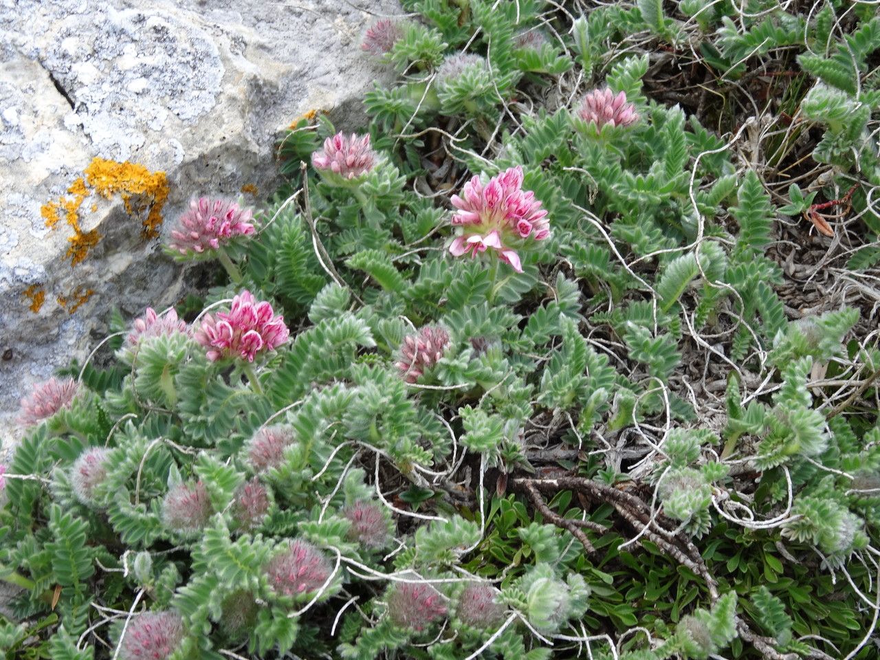 Oxytropis foucaudii — houseplant care guide