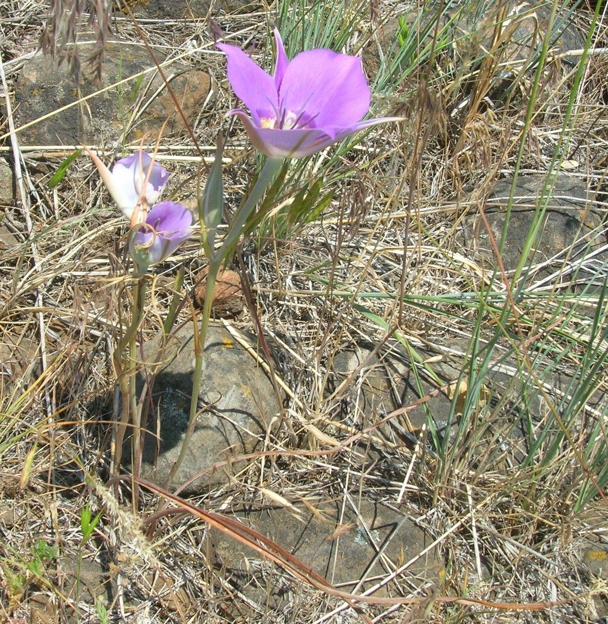 Calochortus macrocarpus habit