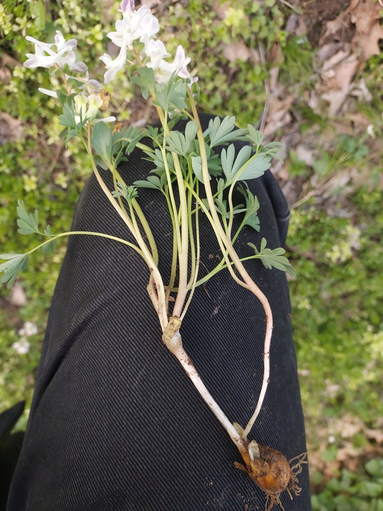 Corydalis caucasica bark