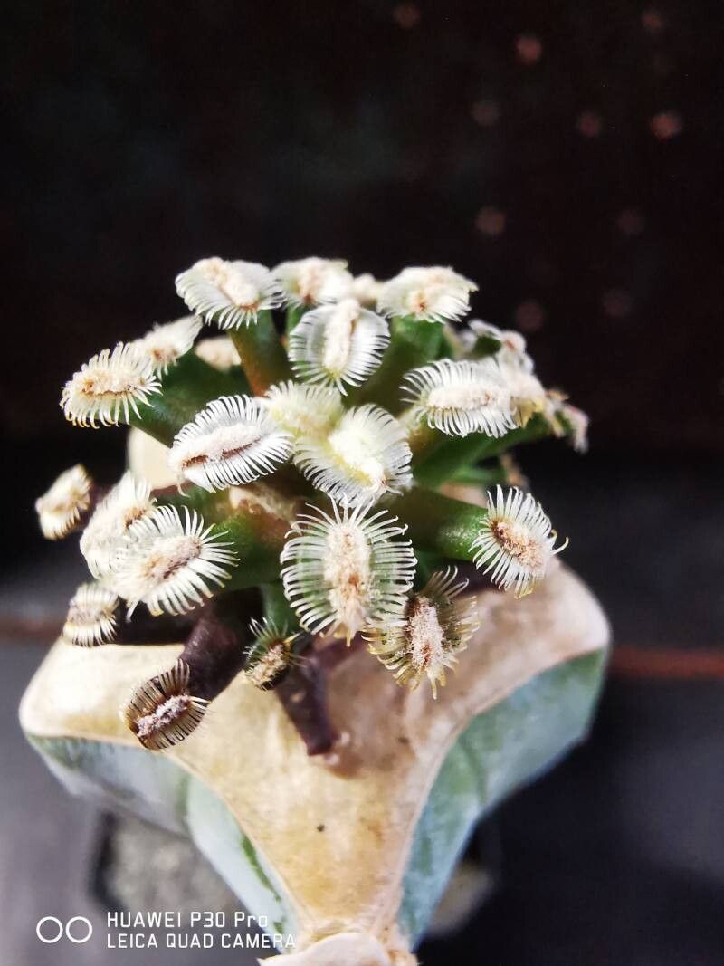 Mammillaria bertholdii leaf