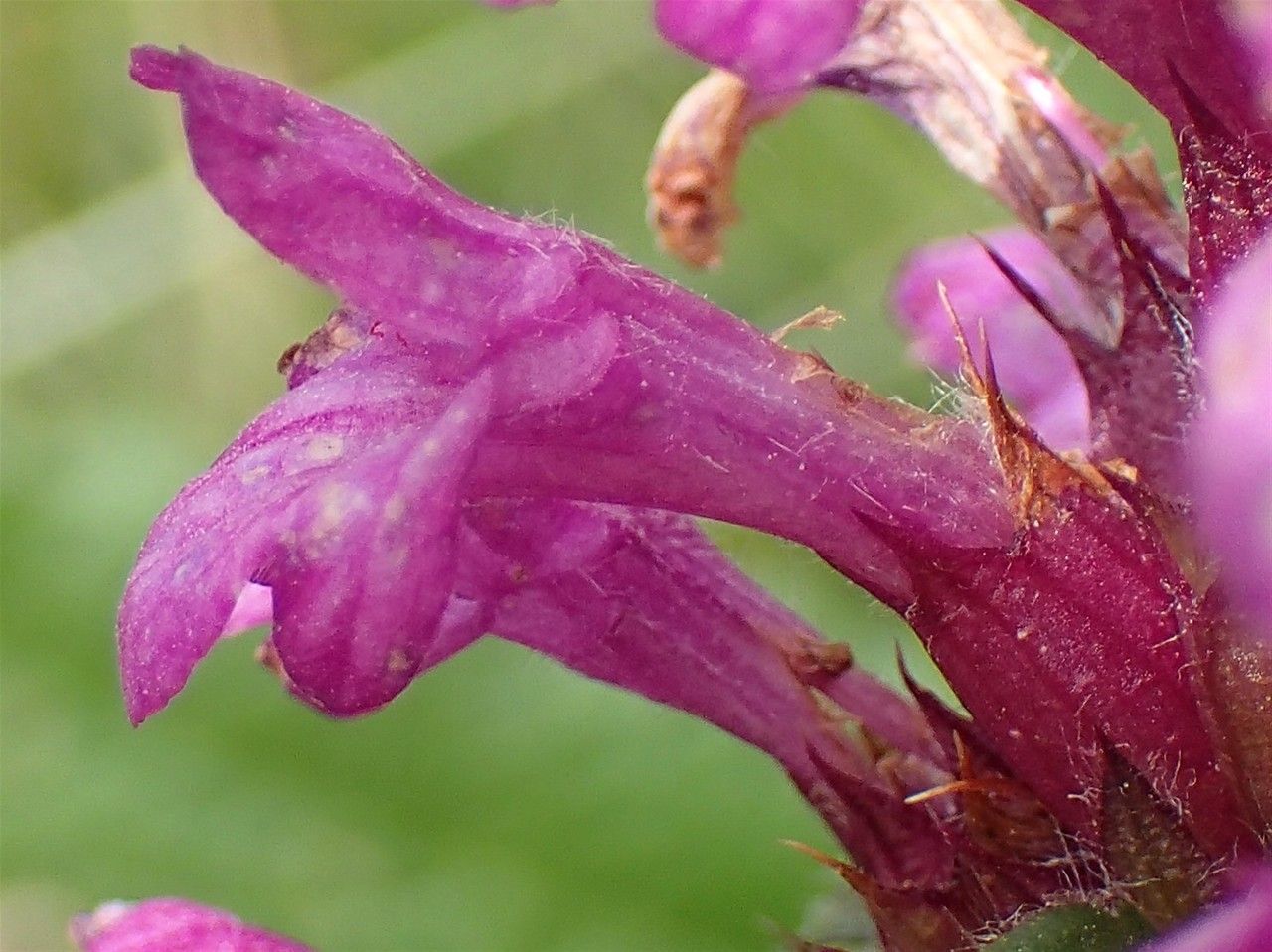Stachys pradica flower