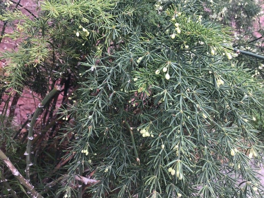 Asparagus umbellatus — houseplant care guide