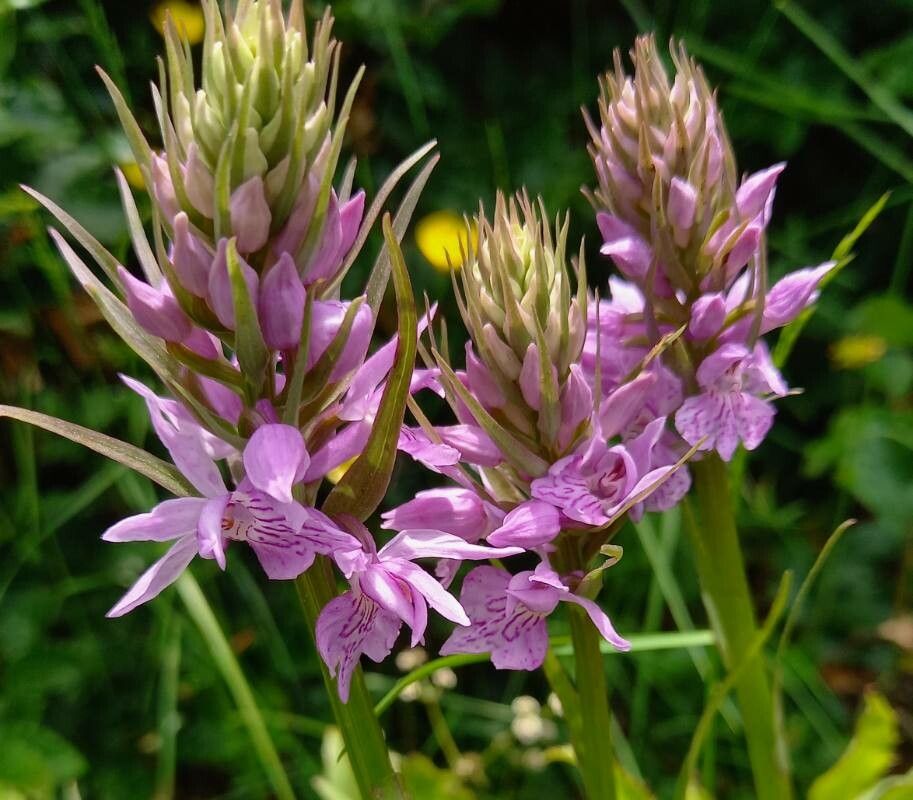 Dactylorhiza gervasiana flower