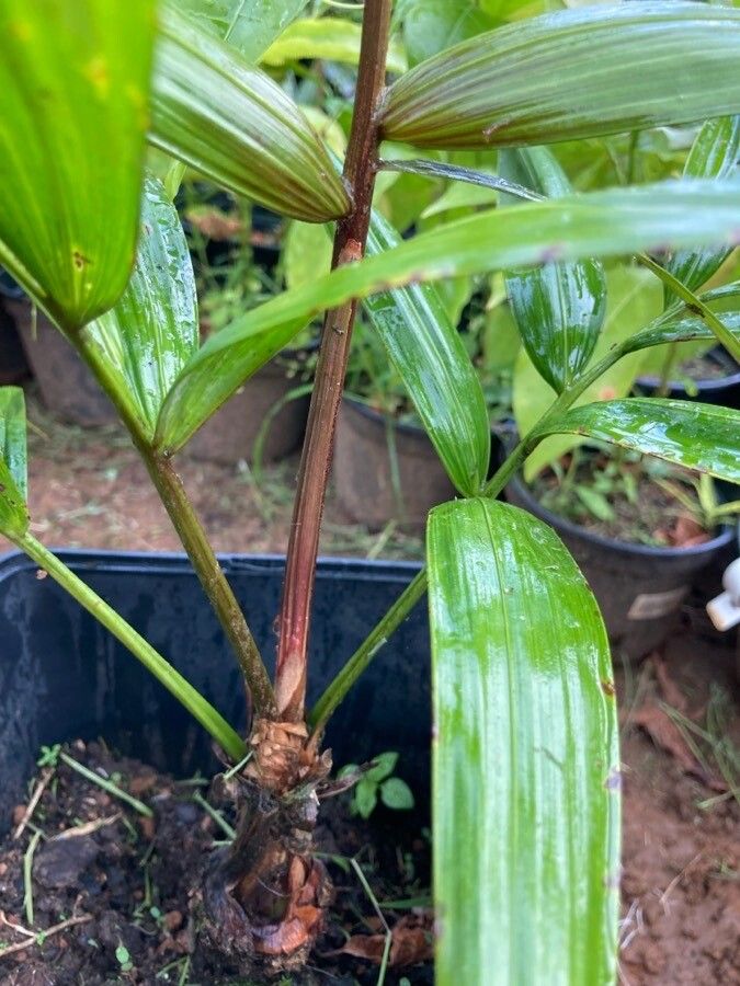 Oenocarpus bacaba leaf