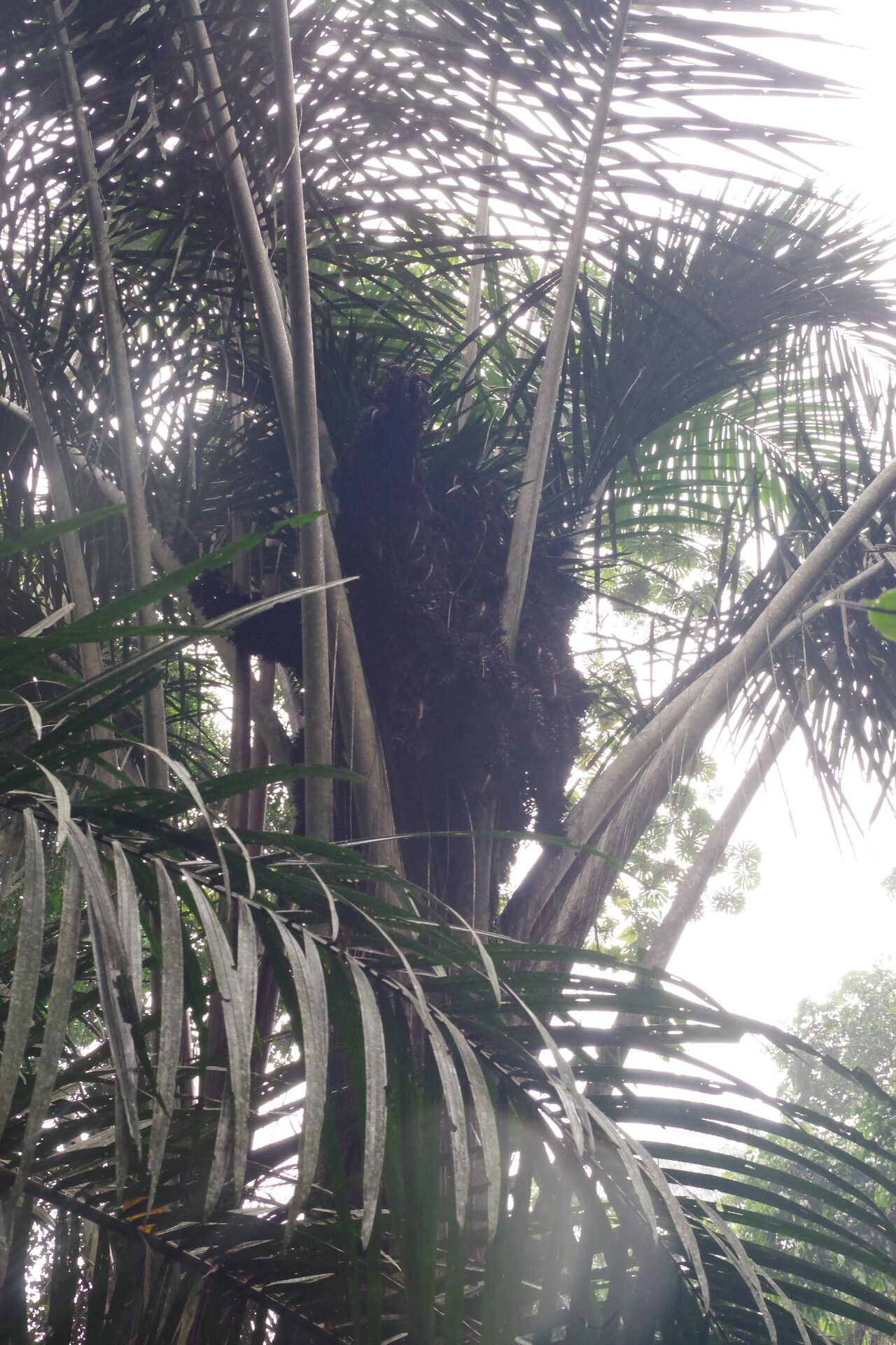 Raphia monbuttorum leaf