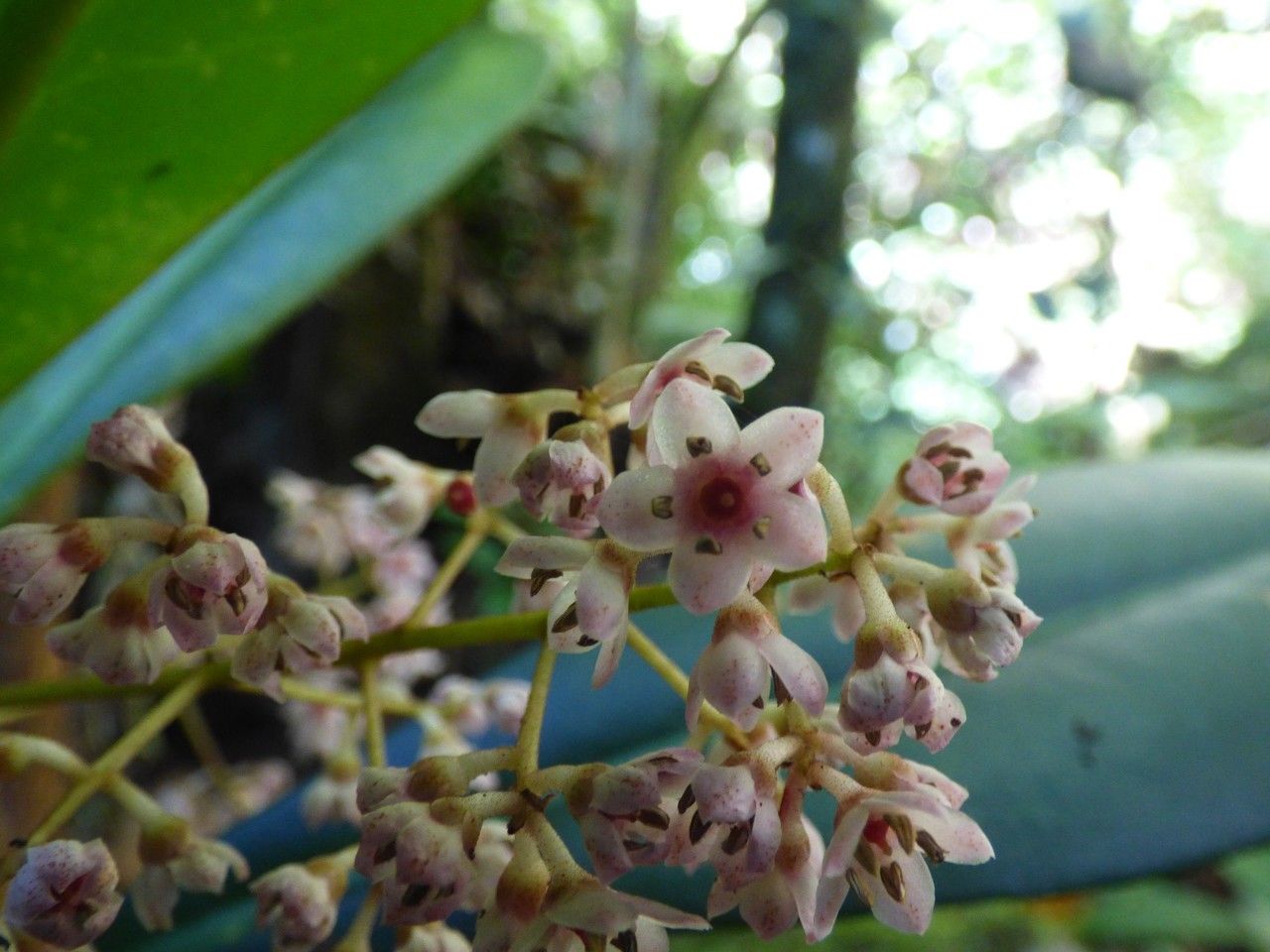 Badula barthesia flower