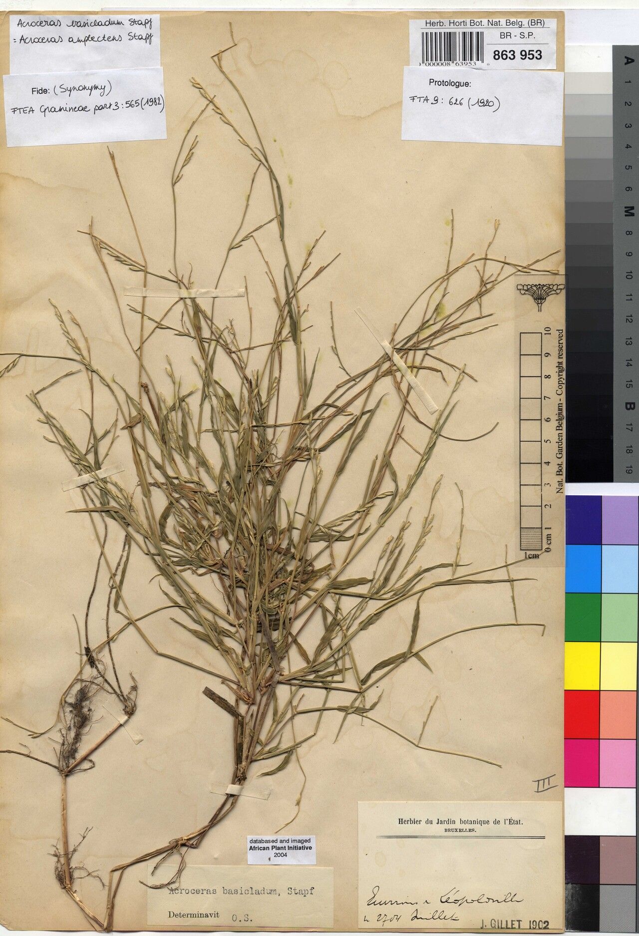 Acroceras amplectens — related species from the same genus