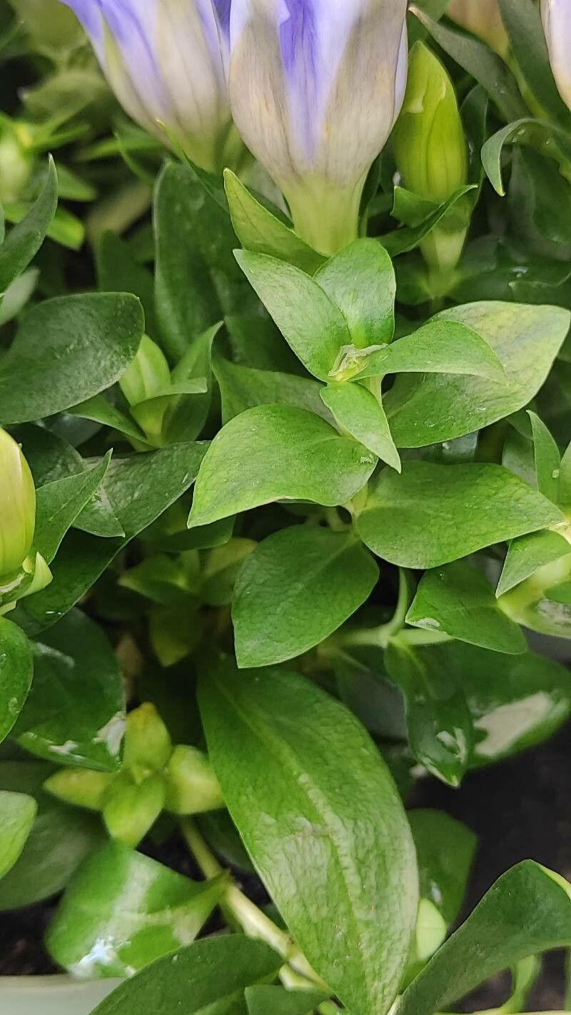 Gentiana scabra leaf