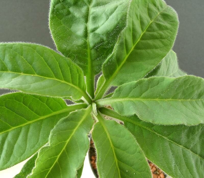 Euphorbia denisiana leaf